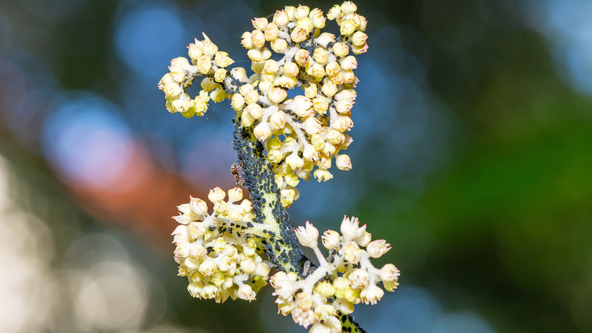 Тля с участка исчезнет безвозвратно: вот какую хитрую уловку придумали дачники