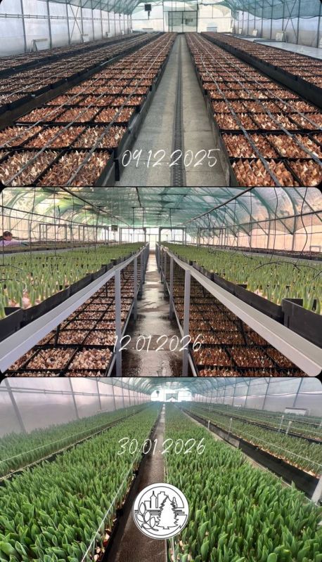 Новости из наших теплиц. Сначала это обычные луковицы, а потом это шикарные цветы, выращенные с любовью и профессионализмом нашим агрокомплексом Скоро луковицы превратятся в прекрасные цветы! Следите за новостями в нашем...