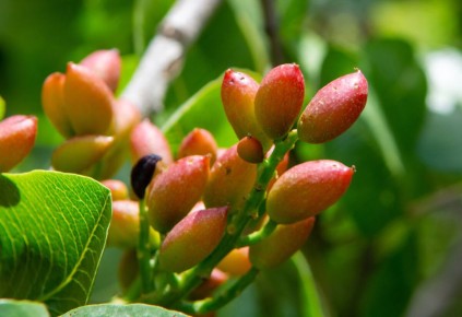 ������ ��������: ����� � ������� ����������� �����