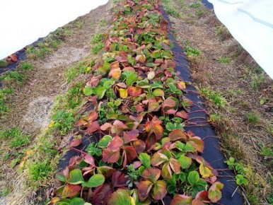Когда стоит укрывать клубнику на зиму: важные советы агрономов