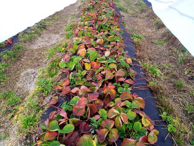 Когда стоит укрывать клубнику на зиму: важные советы агрономов