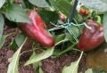 Гигантские сорта перца, которые покорят ваш огород