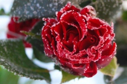 Как правильно открыть розы после зимней спячки