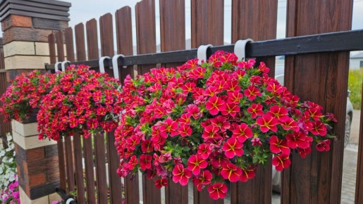 ������ �� ������: ������� ��������� ����������� ����������