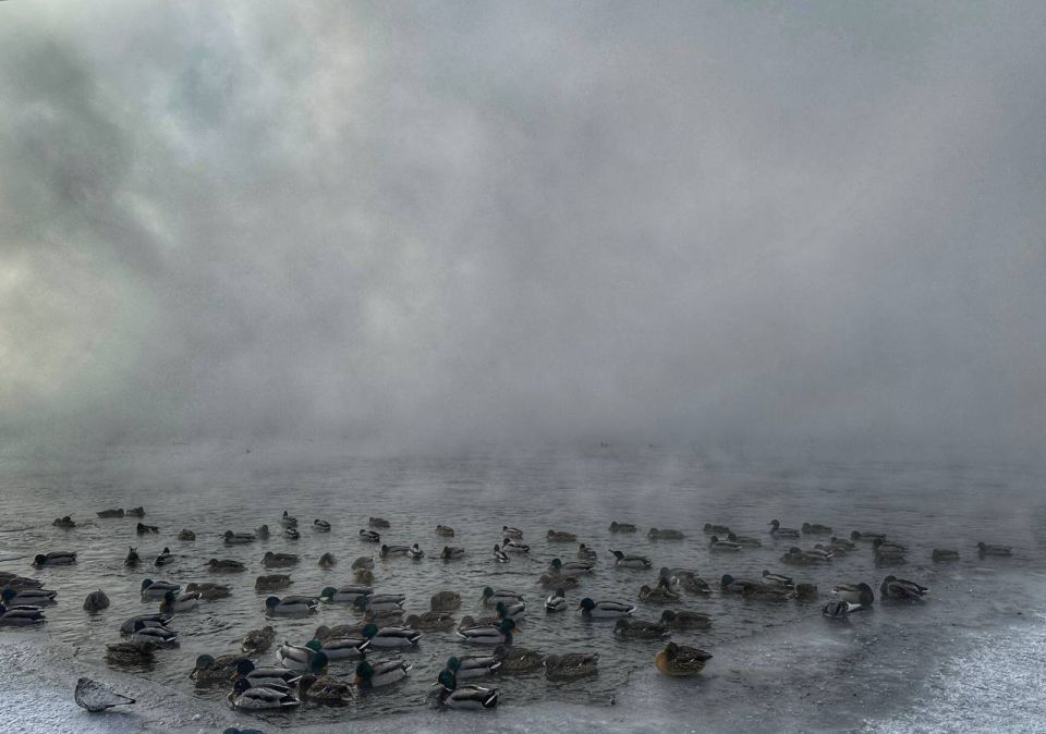 Доброе утро, Иркутск!. Уточки на Ангаре