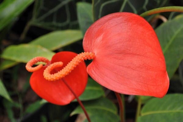 Как правильно выращивать антуриум Шерцера: советы для цветоводов