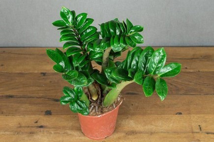 ����������� ����������� ������������� �����: ������ � ��������