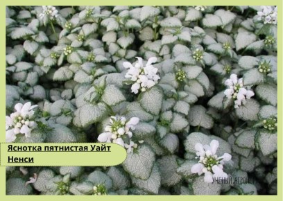 �������: ������ ������� � ����� ���� �� ����� ����