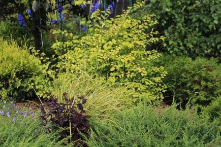Спирея Вангутта: Живое золото вашего сада в 14 фотографиях