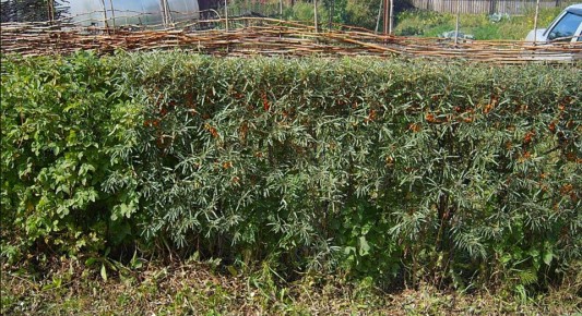 ����� ��� ��������� ������ ����: ������ ������������ ��������