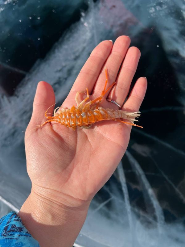 На льду Байкала туристы встретили «креветку» с глубины 300 метров