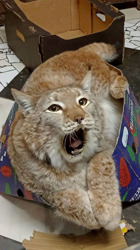 Зевающее #лицо_понедельника