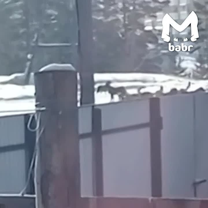 Громадная стая бродячих собак пугает жителей Улан-Удэ