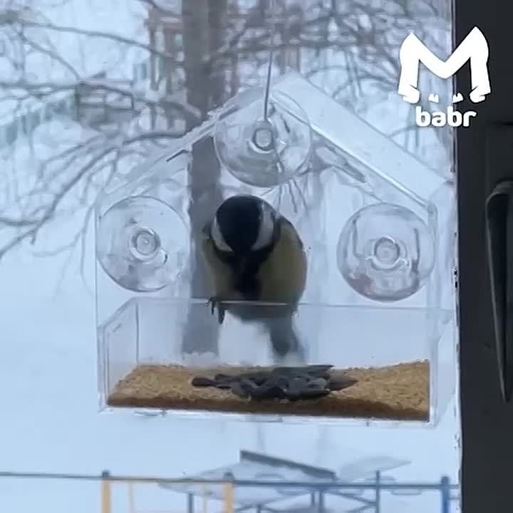 Админ сегодня празднует День кормления птиц и накрыл банкет для пернатых