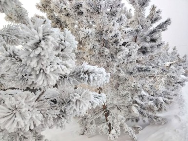 ������� ���� � �������� ��������� -14,-16�, ����� ������-�������� 49 �/�, ��� ������������ �������