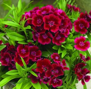 �������� ��������: ��� �������� ��� � ����������� � ��������