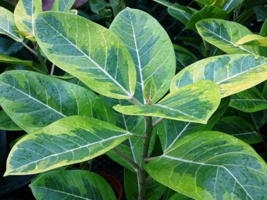 ��� ��������� �������� ������ ����������: ������ �� �����