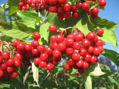 ������: ��� ��������� ������� ������ ������� �������