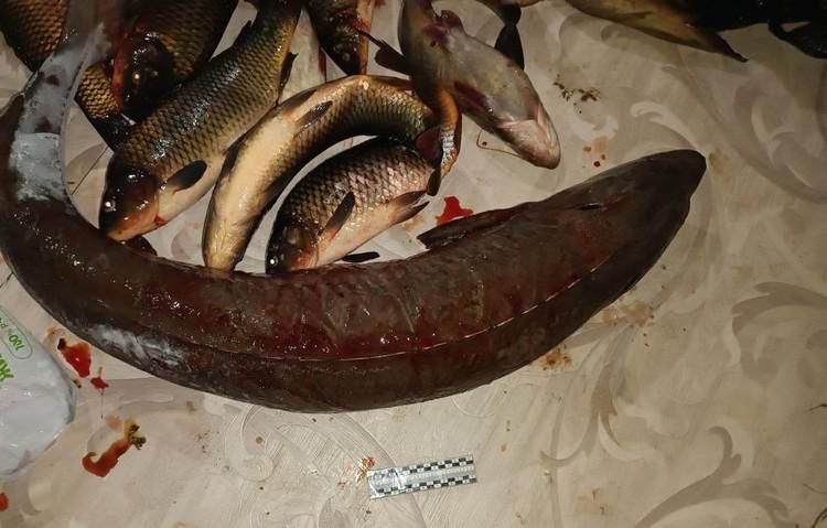 Рыбак из Бурятии заплатит миллион рублей за пойманного осетра