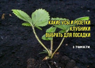 ��� ������� ��������� ������� ��������: ��� �������� ��������