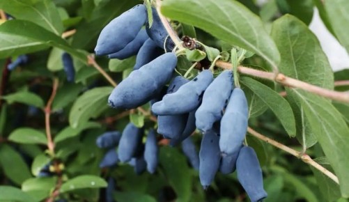 ��� ���������� ��������� ������ ��� ������� ����