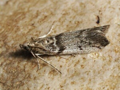 ��� ��������� ��������� � ���������: ����� �� ������� ����������