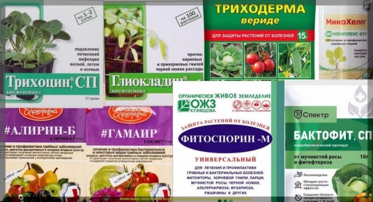 ����� ������������ ��� ������ ������ ����: ���� � ����������