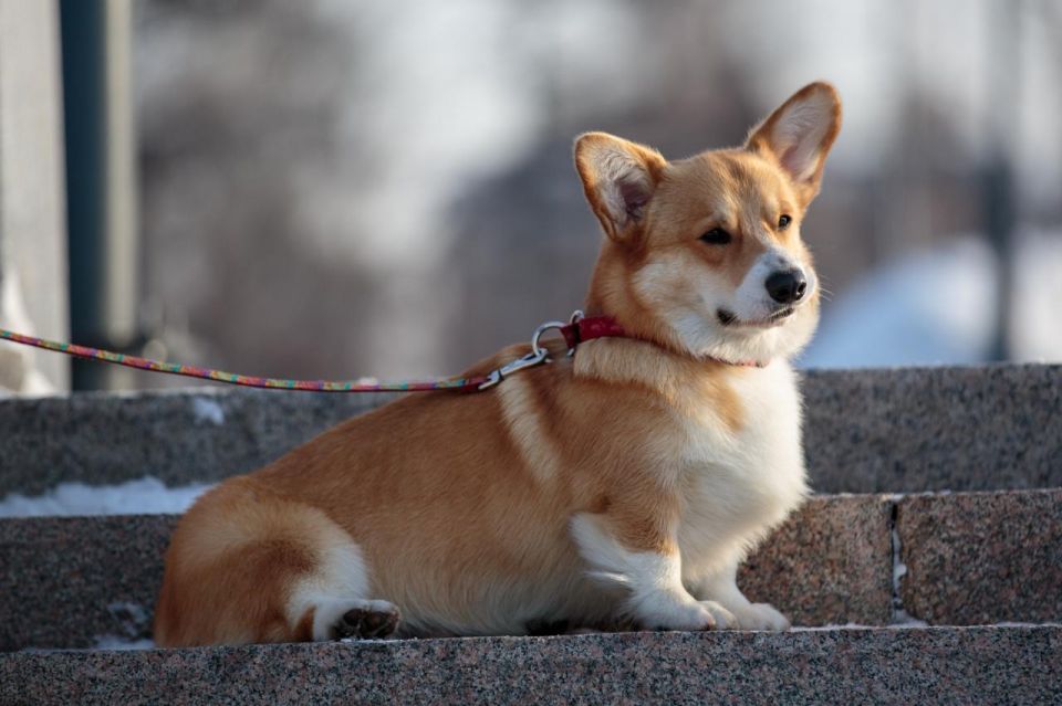 В Иркутской области за нарушения правил обращения с животными взыскано свыше 1 млн рублей штрафов
