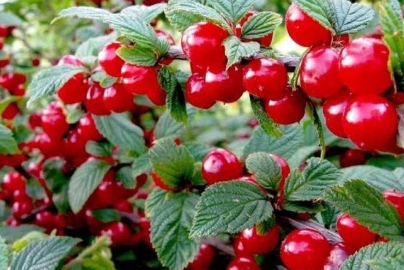 Вишня войлочная: секреты успешной посадки и ухода