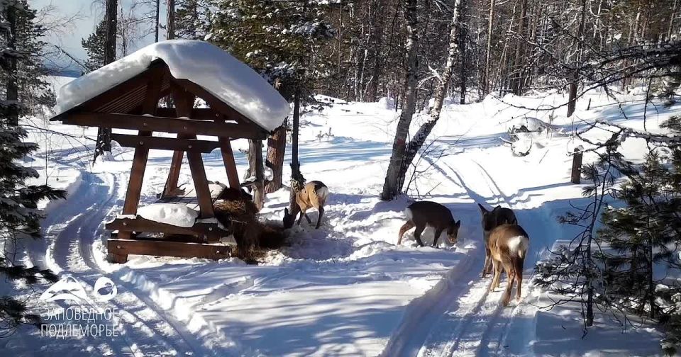 ������ �������� �������� �� ����� �������