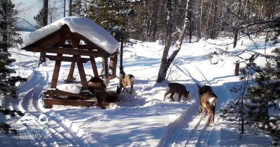 ������ �������� �������� �� ����� �������