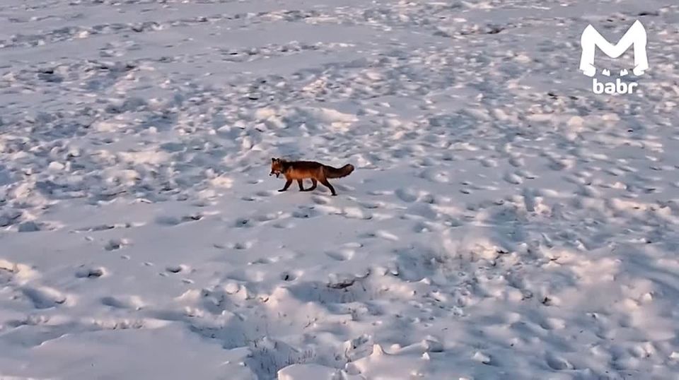 ���� ����� �� ����������� �������, ��� � ���� ����������� ����