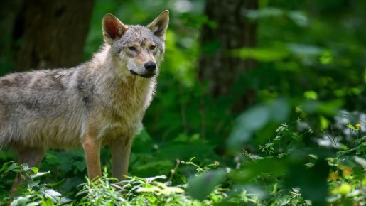 ������� � ������ � ���� �� ���������� ���������: ��� ��� ���� �����������