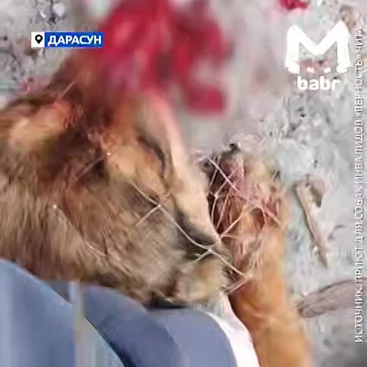 ������, ������� ���� ��������� �������� � ����������, � ������ ���������