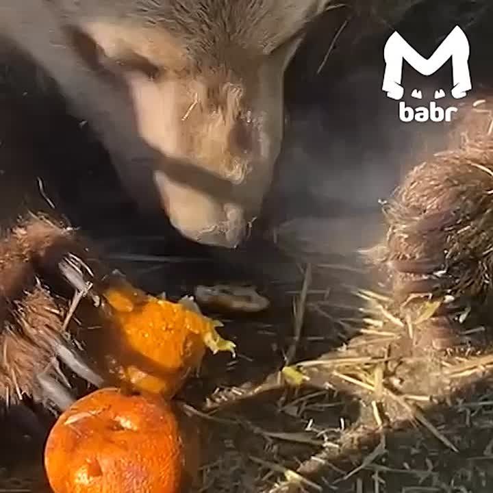 Чебурашка весом в 200 кило обитает в Сибирском зоопарке