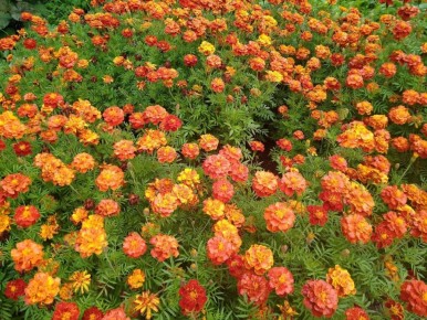 ��������: ������ �������� ����� � ������������ ���������