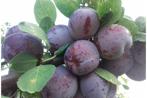 Как добиться щедрых урожаев сливы Кабардинка: секреты успеха