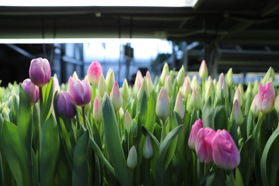 Руслан Болотов: Первые срезки тюльпанов к весенним праздникам уже проходят в нашем «Горзеленхозе»