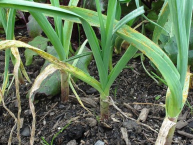 ������ ������� ������: ����������� �� �������� ������