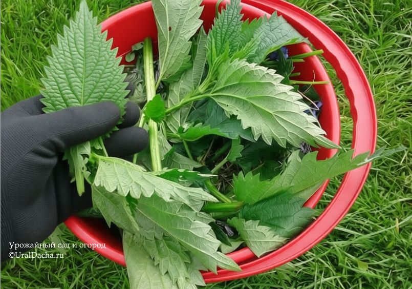 Соседи в шоке: как крапива может изменить ваш огород