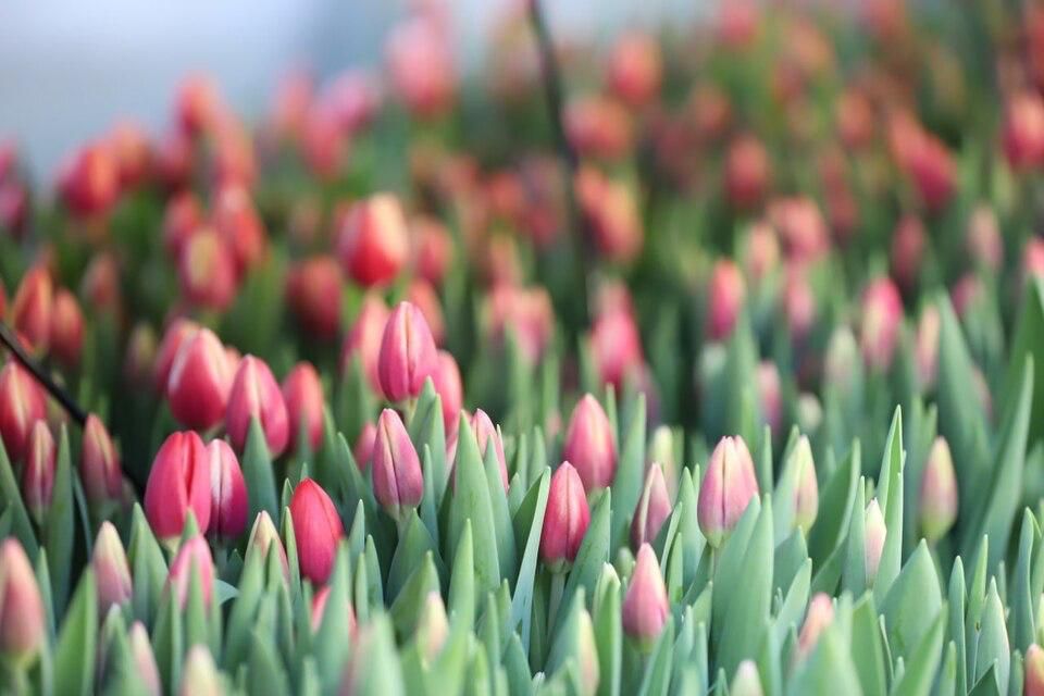 Срезку первых тюльпанов начали в иркутском Горзеленхозе