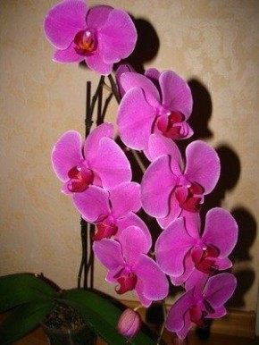 ���� �� �������� ���������� ����� �������: ��������� ������ �� �������� ����� ��������