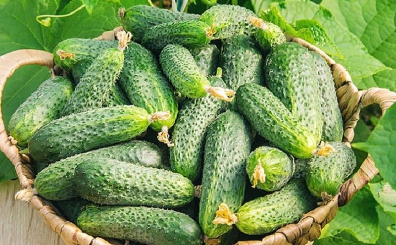 Огурцы по-новому: секреты максимального урожая с помощью метода "ёлочка"