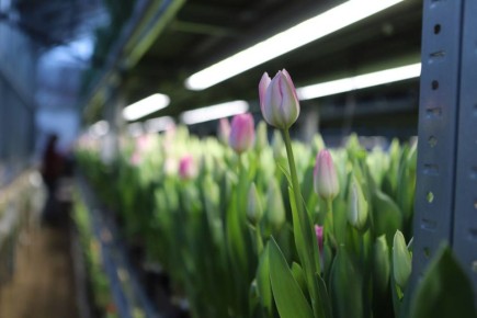 ������� ���� (� �� ������) ��������� �������� � �������� � 8 �����