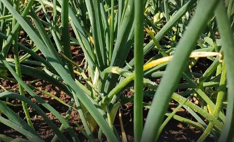 Как справиться с луковой мухой: эффективные народные методы