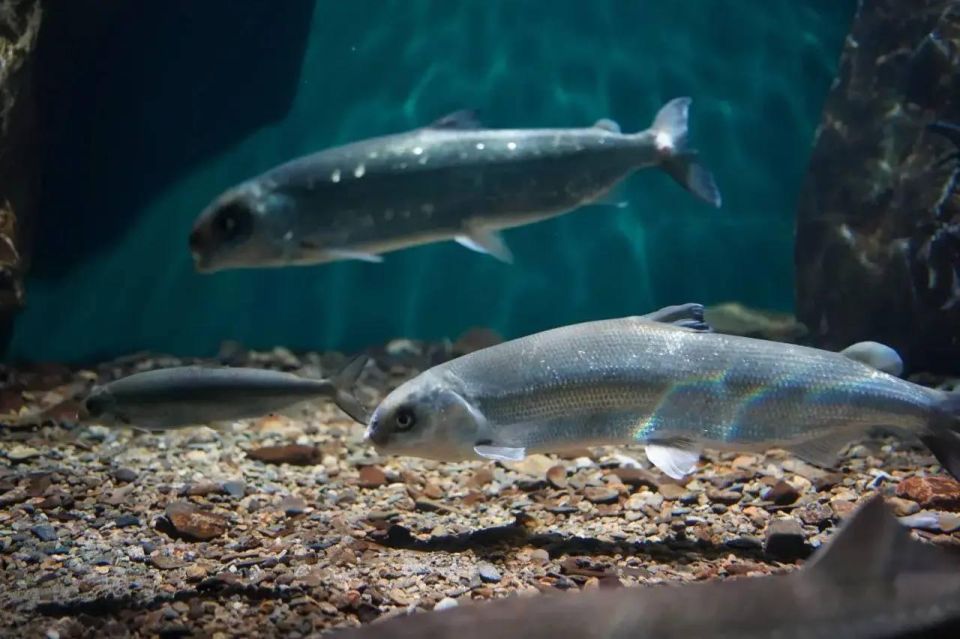 ����� 2,2 �������� ��� �������������� � ��������� �������