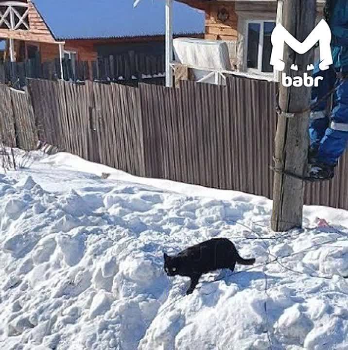 Пушистый электрик двое суток проторчал на столбе в Хомутово