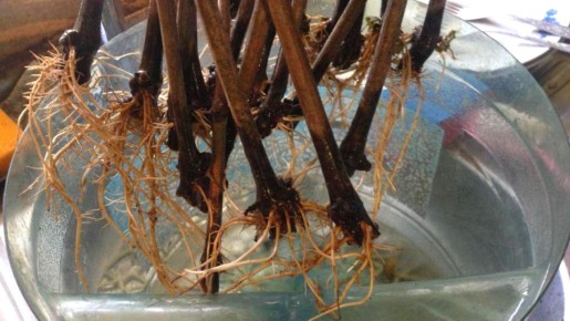 ������ ������� ���������� ��������: ��� ��� �������� ������ ������ ��