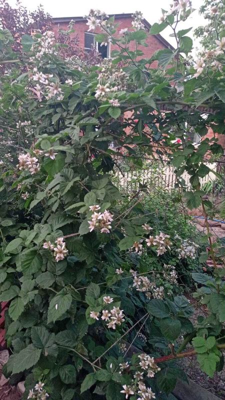 Аномалии сезона 2024: как природа удивила садоводов Ростовской области