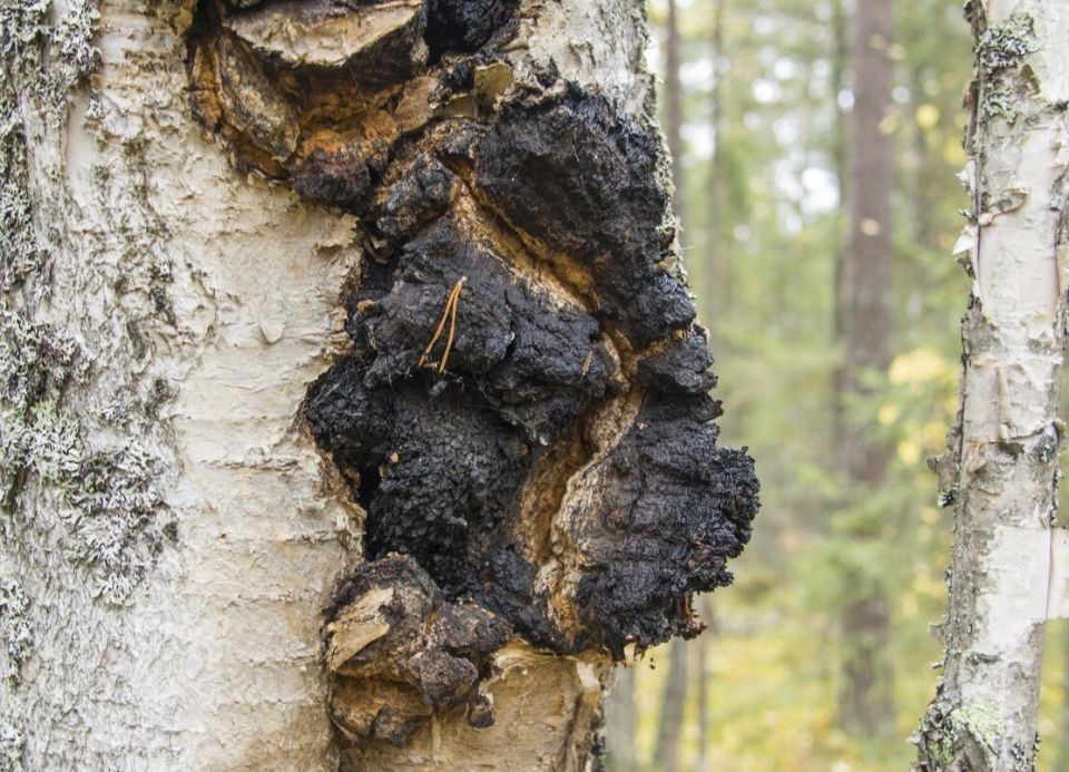 ����: ������ ������ �� ���� � ����������� ����������